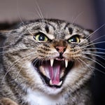 Angry Cat Violent >:3