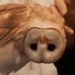 Sonhei que você era uma coruja