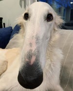 LARRRY Made with Clipchamp