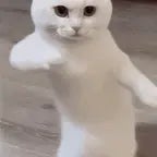 Subject 3 dance song