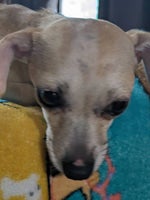 Oh look a dandelion must be the last one of the season #shorts