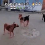 brainrot Lin gan guli