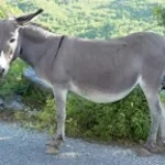 YUH DONKEY