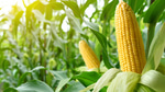 IT'S CORN