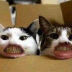 Mas Gatot Bass Boosted