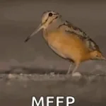 Free Meep (copy)