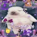 Wash my belly pibble