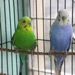 two birds on a wire