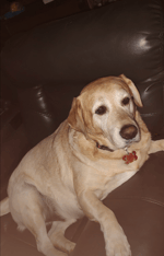 oh shiver me timbers