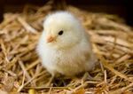 little chicken 22922