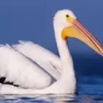 Pelican 4