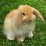 bunny bunny bunny bunny