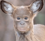 POP SMOKE - FOREIGNER