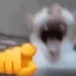 Cat Laughing At You