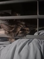 vigilante shootdown 2