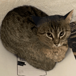 AUGHHHH Mega Bass Boosted