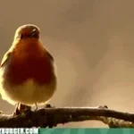 Bird Song