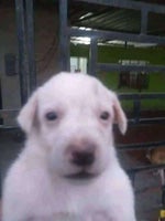 Dalva chupando um monte de pinto