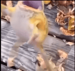 kodok lompat acumalaka