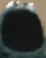 Il en pond une grosse là