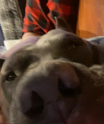 SIGMA BOY
