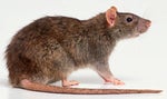 rat