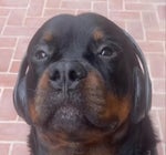 blade runner 2049 synthwave goose