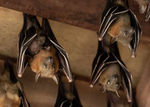 BATS SOUND EFFECT IN HIGH QUALITY