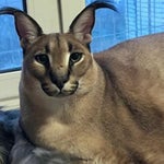 Fighting music thing or whatever