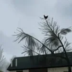 Screaming chicken on tree meme