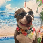 Horse with no name torn city