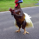 don pollo