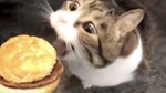 Here Kitty You Can Has Cheezburger