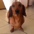 Wiener Dog Song