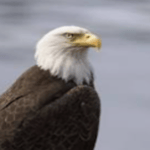 High Pitch Eagle - Sound