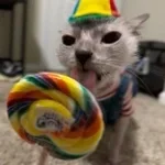 AY MI GATITO MIAU MIAU tt version