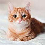 Kitten meowing sound effect