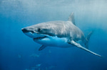 jaws theme song - Sound