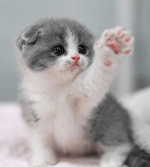 Rakhi Swant Is Ready