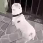 Llama la ambulancia y dile que es un perro blanco