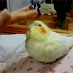 Dont Worry Be Happy Bird