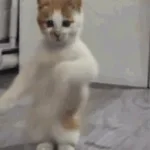 Tańcz,Tańcz - Long & Junior