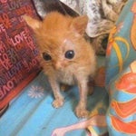 “Hold up LET HIM COOK” Yeat x d8ugy Ya Ya(slowed+Guitar Remix+