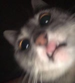 You sound cute - Sound