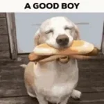 Good Boy (copy)