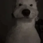 way too cooked (copy)