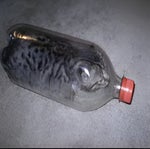 imagine if ninja got a low taper fade