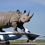 medieval diss track - Sound