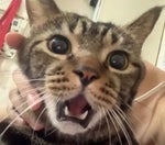 Car after a beer cover