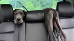 what the dog doin